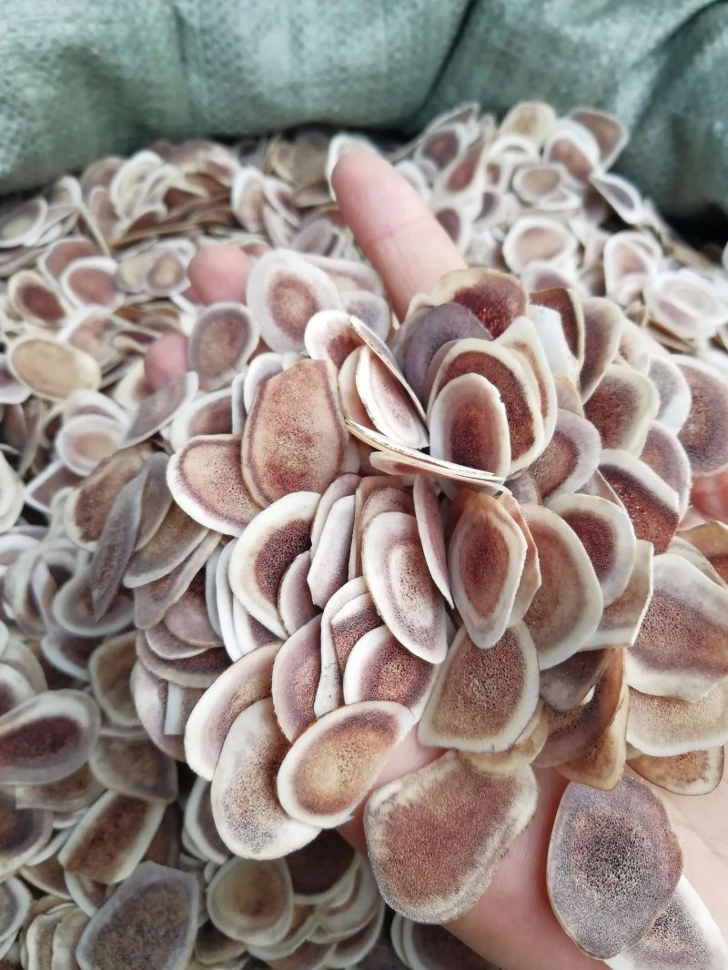 鹿角片东北鹿茸片无硫净货保正品批发零售各种中药材