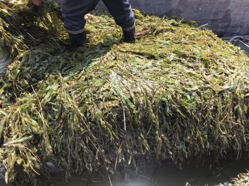 微山湖马来眼子菜，狐尾藻金鱼藻各种水草