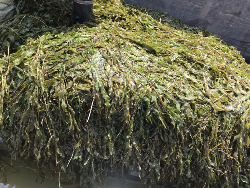 微山湖马来眼子菜，狐尾藻金鱼藻各种水草