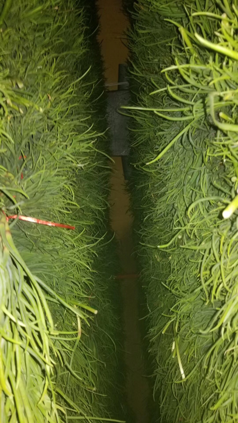 蒜苔