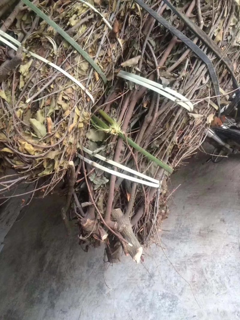 黄皮寄生