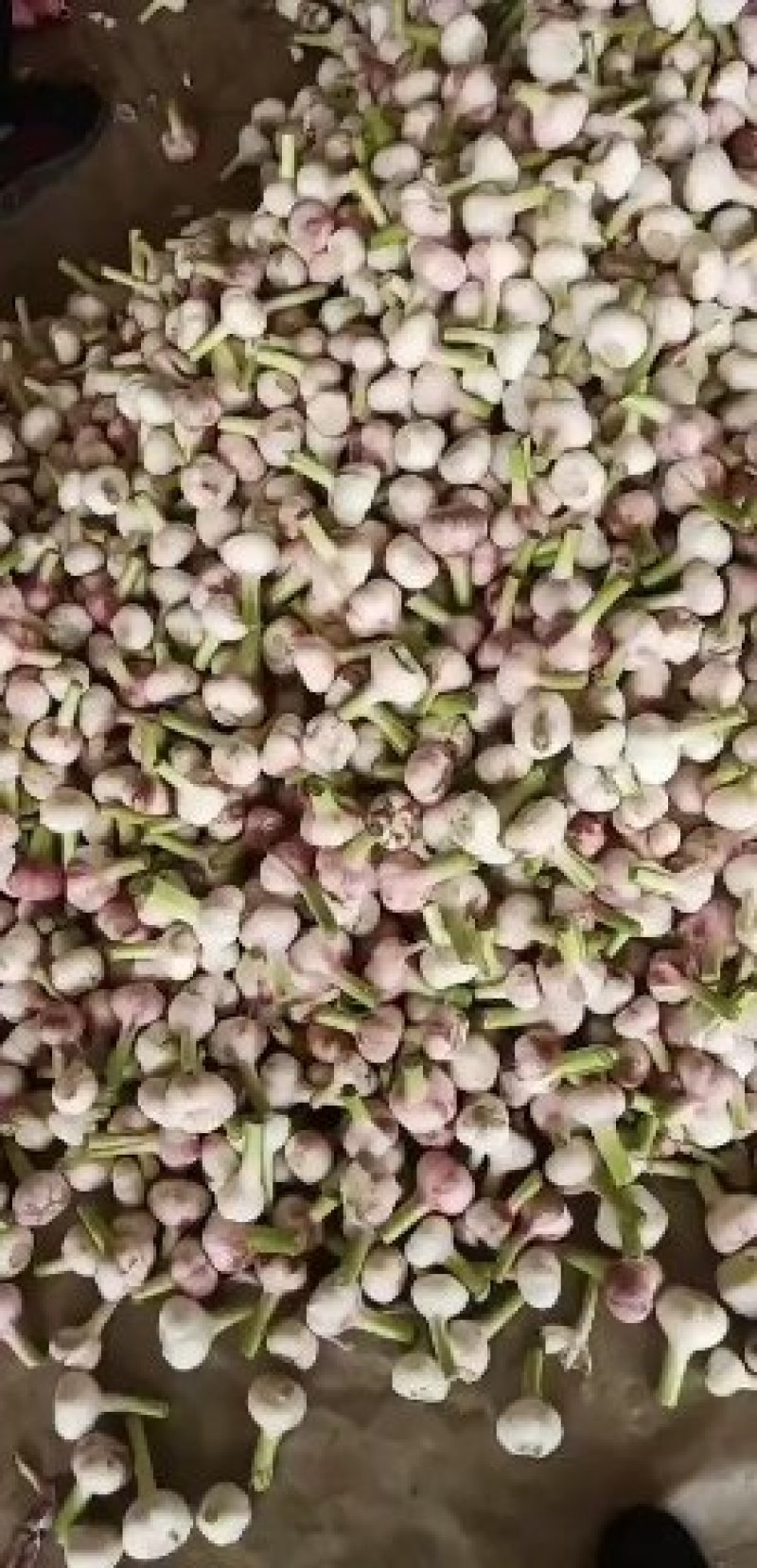 河南大量上市鲜蒜过筛大个头