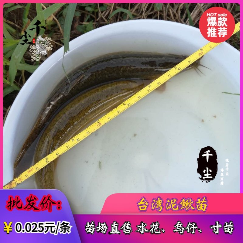 台湾泥鳅苗泥鳅苗商品泥鳅泥鳅苗场广东泥鳅孵化场