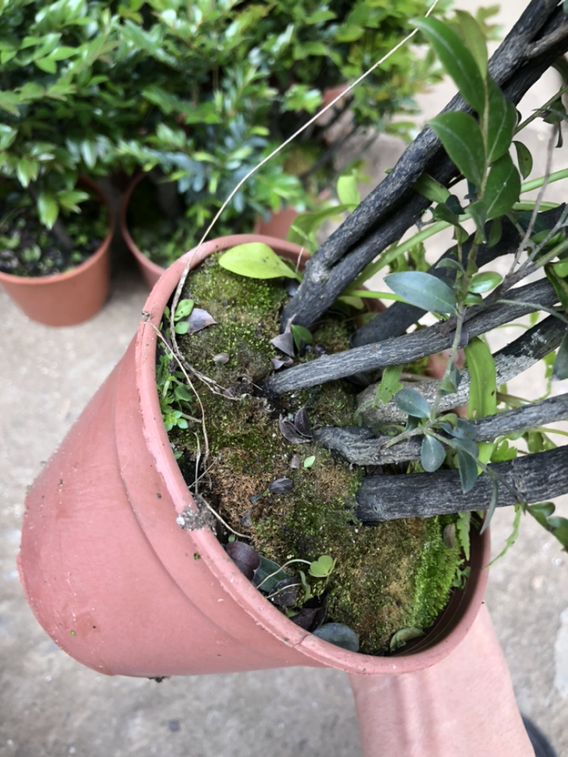 小叶紫檀，特级，好好先生园艺，供应，，，