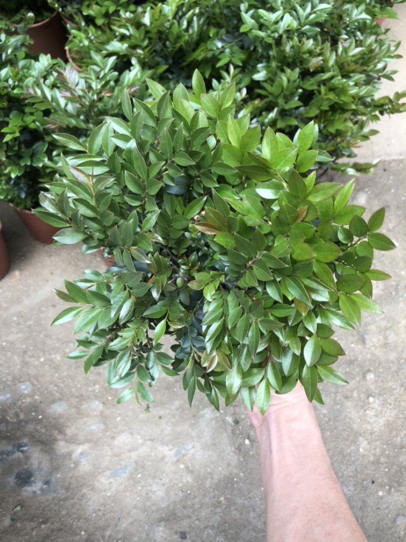 小叶紫檀，特级，好好先生园艺，供应，，，