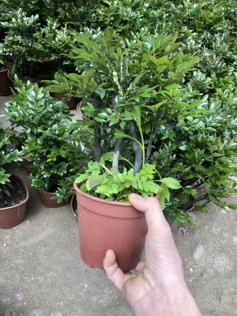 小叶紫檀，特级，好好先生园艺，供应，，，