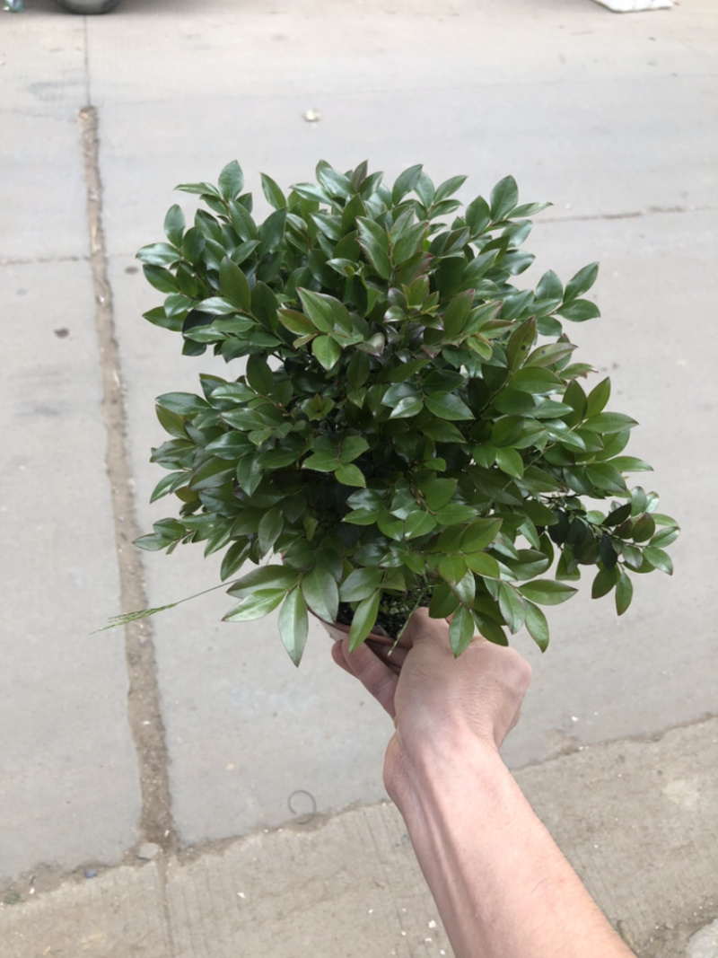 小叶紫檀，特级，好好先生园艺，供应，，，