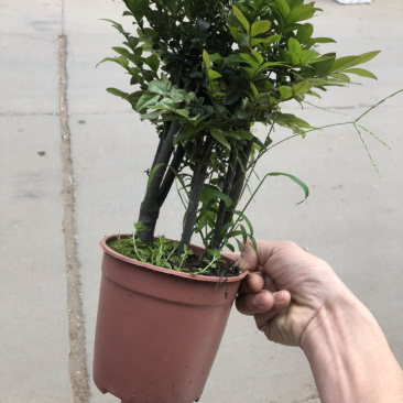 小叶紫檀，特级，好好先生园艺，供应，，，