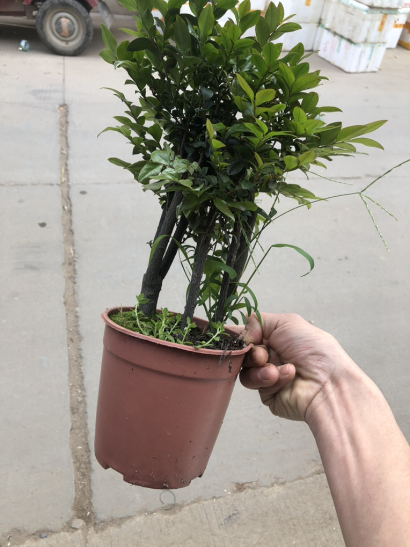 小叶紫檀，特级，好好先生园艺，供应，，，