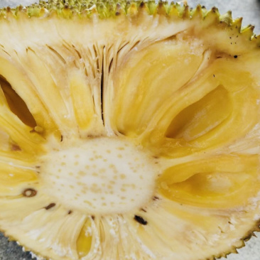 大量供应，菠萝蜜，龙眼，荔枝，
