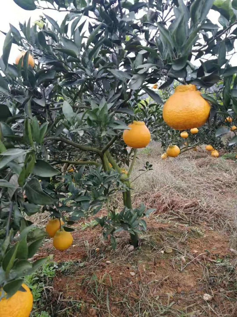 四川耙耙柑树苗（春见）柑橘苗，产地直销