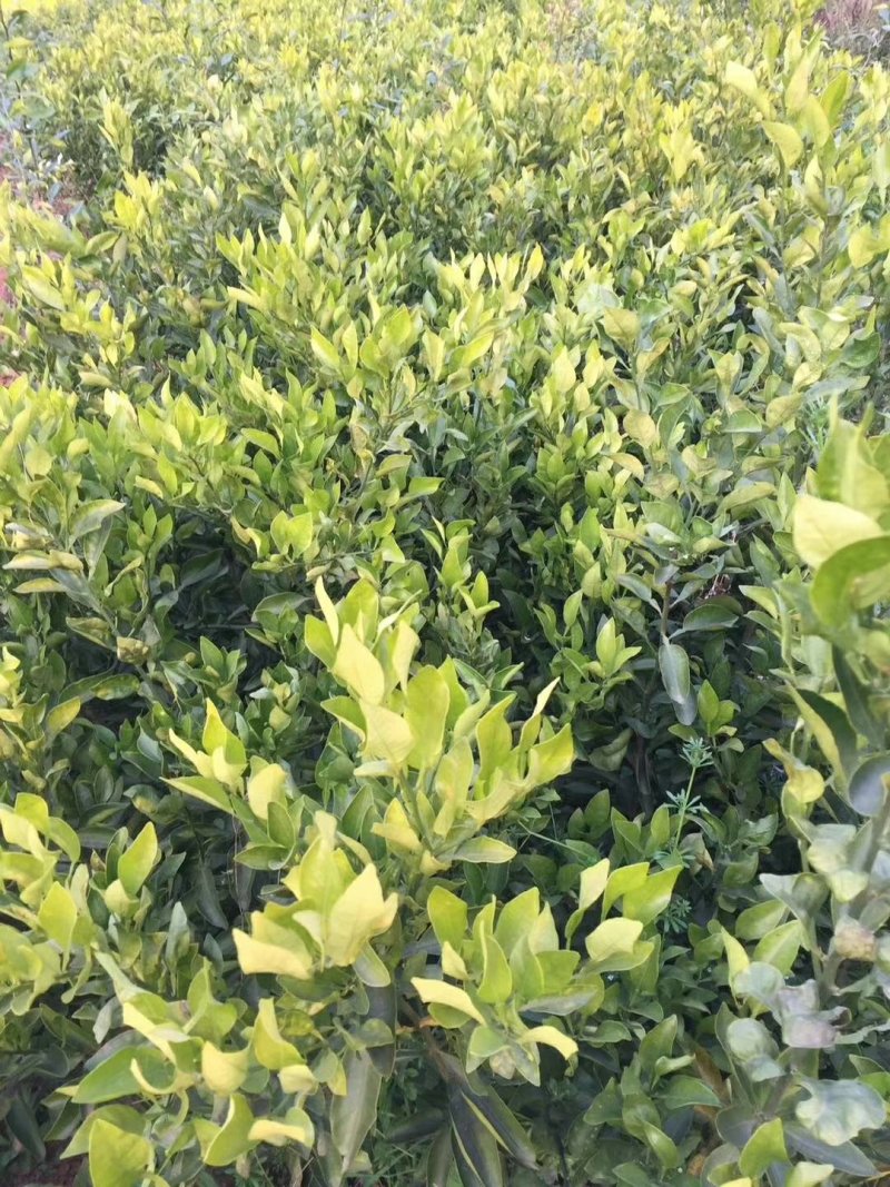 四川耙耙柑树苗（春见）柑橘苗，产地直销