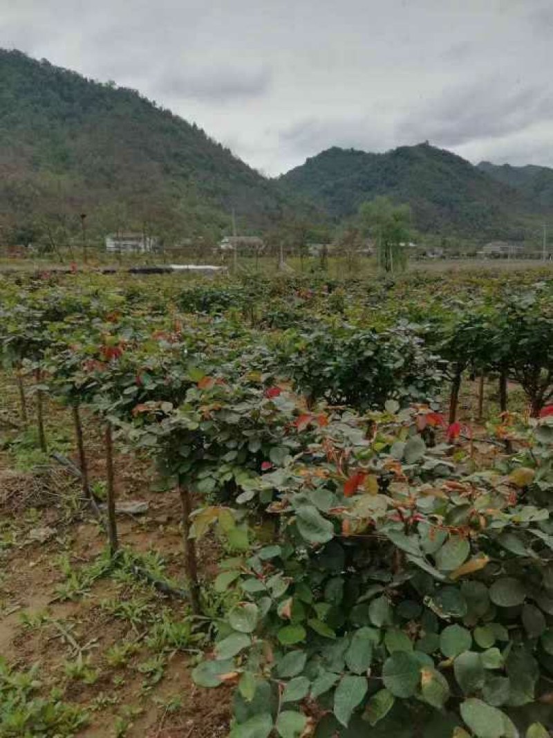 树状月季，花形多，颜色多！各种规格3.4.5.6公分..