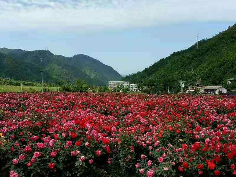 树状月季，花形多，颜色多！各种规格3.4.5.6公分..