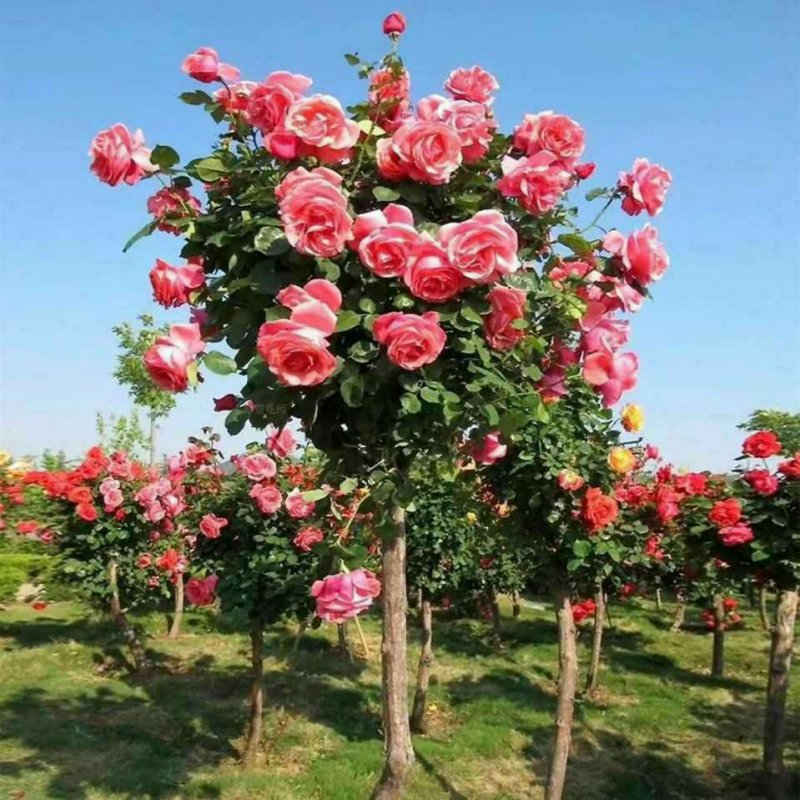 树状月季，花形多，颜色多！各种规格3.4.5.6公分..