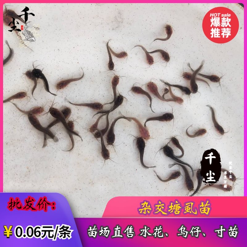 塘鲺苗塘鲺水花杂交塘鲺苗三黄塘鲺苗