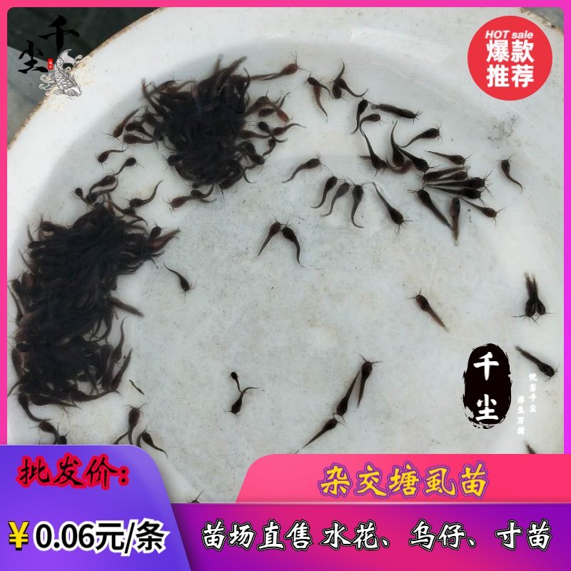 塘鲺苗塘鲺水花杂交塘鲺苗三黄塘鲺苗