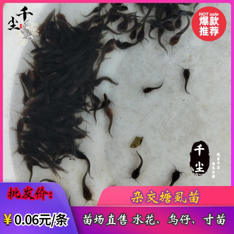 塘鲺苗塘鲺水花杂交塘鲺苗三黄塘鲺苗