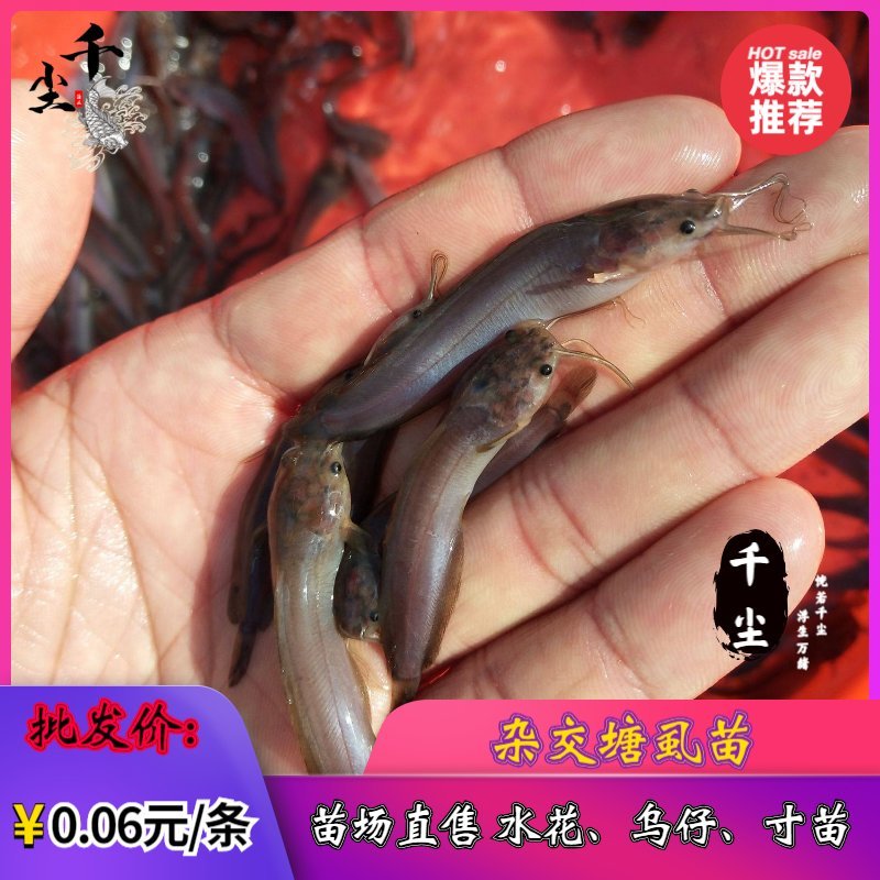 塘鲺苗塘鲺水花杂交塘鲺苗三黄塘鲺苗