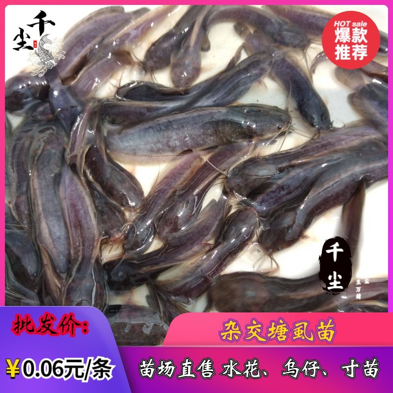 塘鲺苗塘鲺水花杂交塘鲺苗三黄塘鲺苗