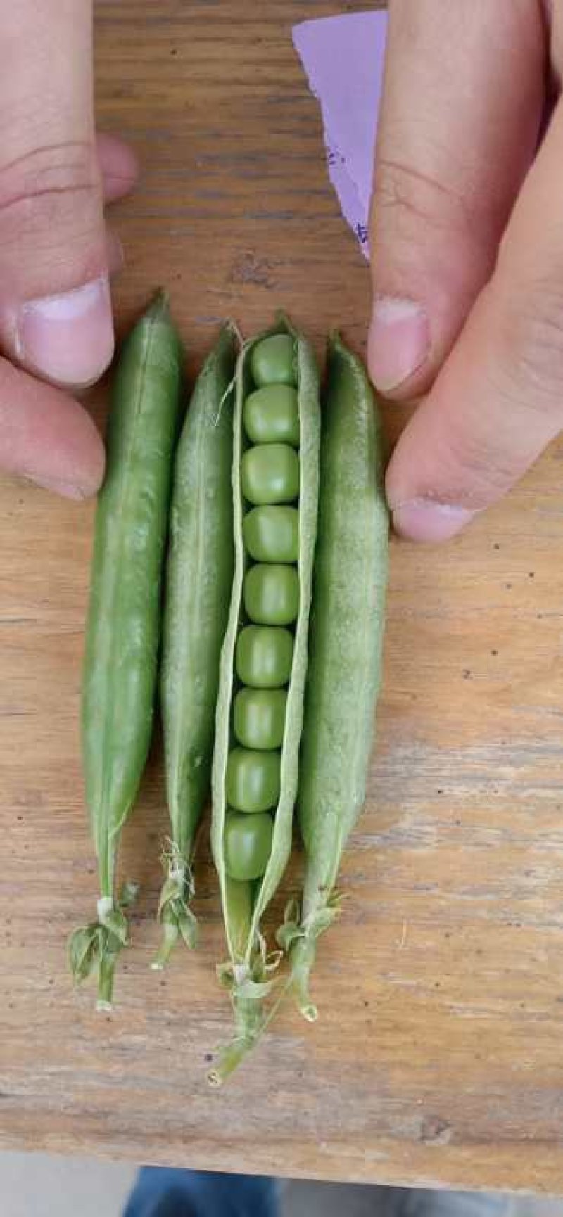 青豌豆荚，中豌，福豌，长寿仁！一手货源，籽粒饱满