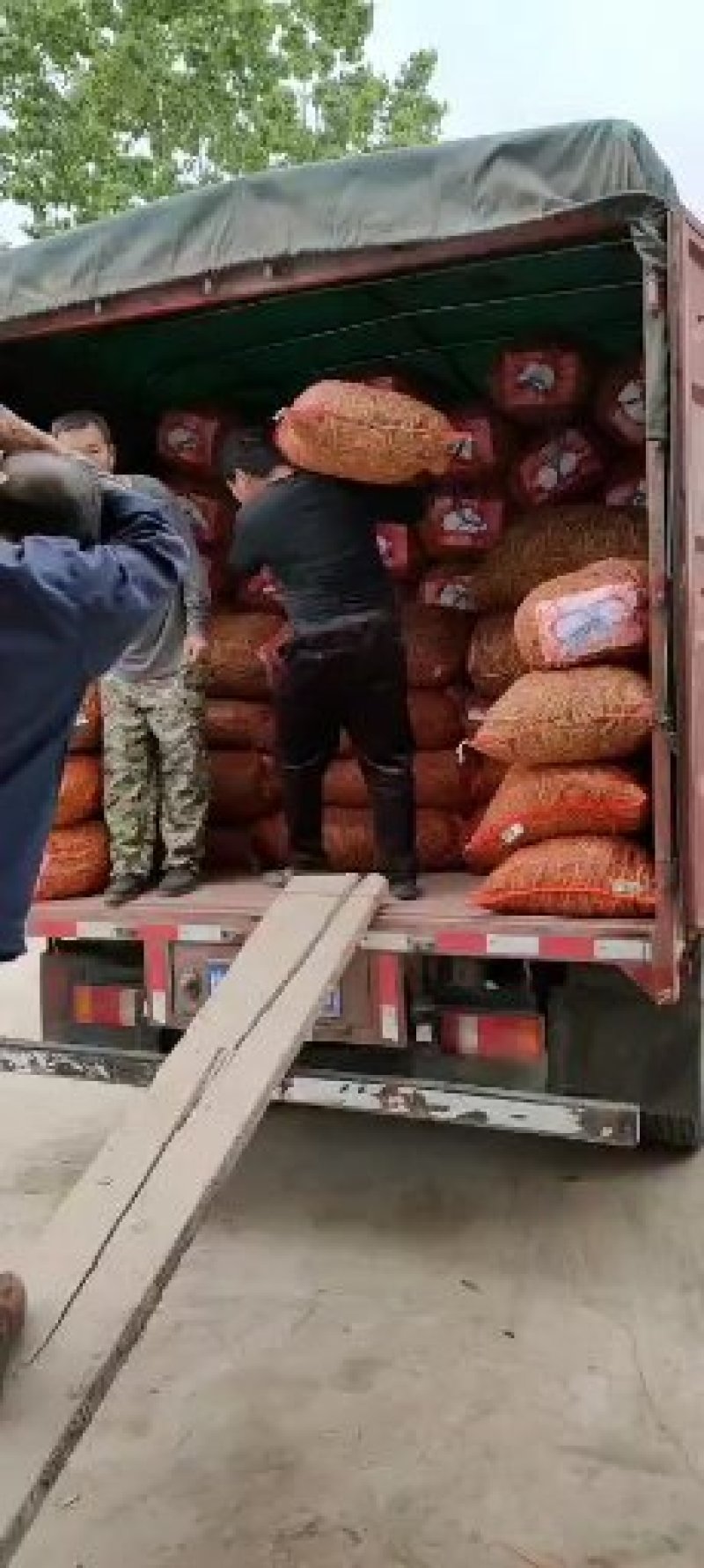 青豌豆荚，中豌，福豌，长寿仁！一手货源，籽粒饱满