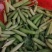 青豌豆荚，中豌，福豌，长寿仁！一手货源，籽粒饱满