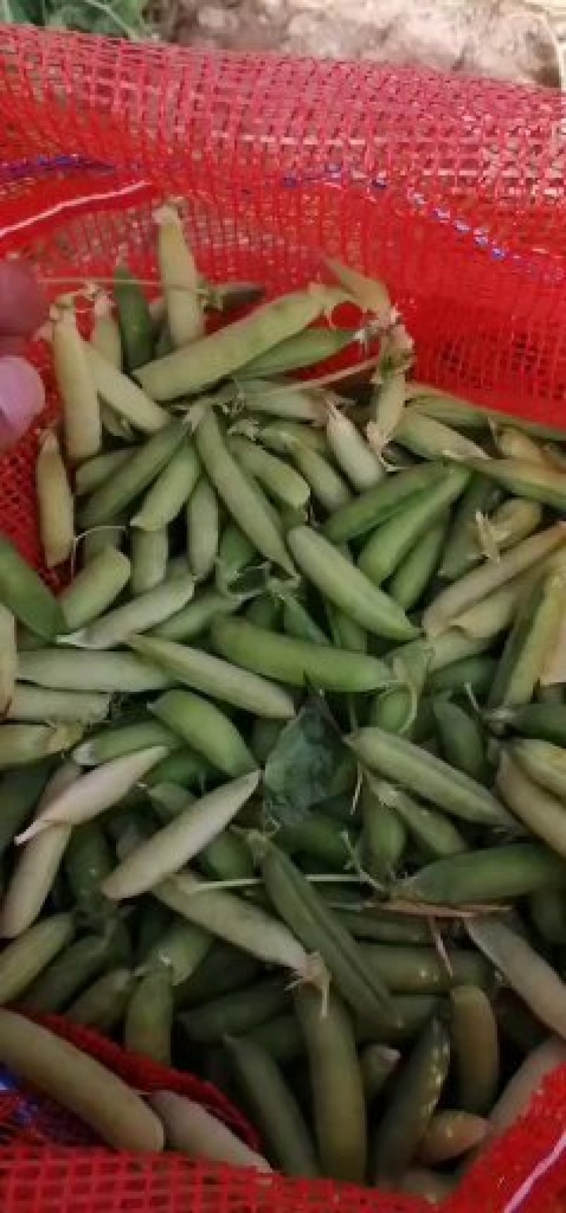 青豌豆荚，中豌，福豌，长寿仁！一手货源，籽粒饱满