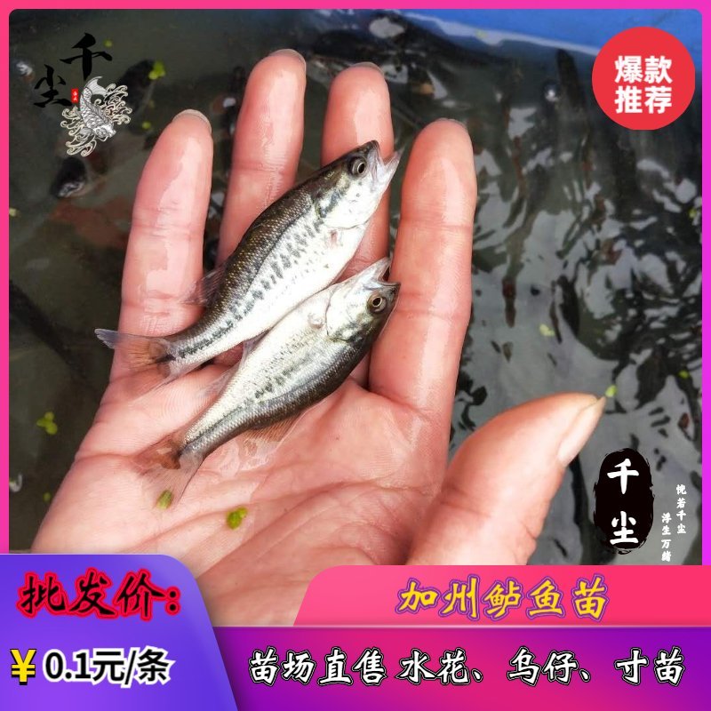 鲈鱼苗加州鲈鱼苗优鲈三号鲈鱼苗鲈鱼水花鲈鱼粽片教养