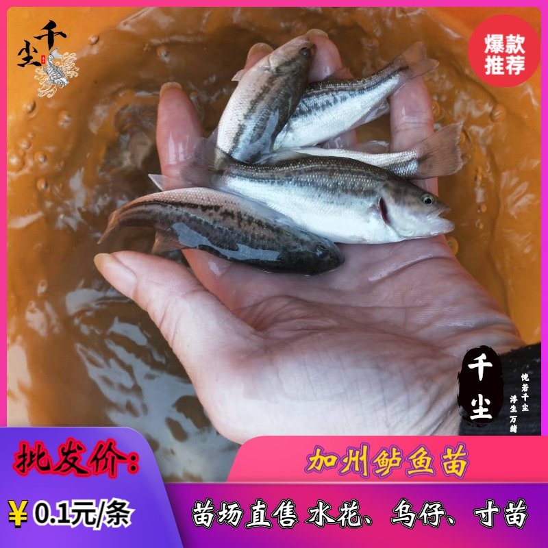鲈鱼苗加州鲈鱼苗优鲈三号鲈鱼苗鲈鱼水花鲈鱼粽片教养