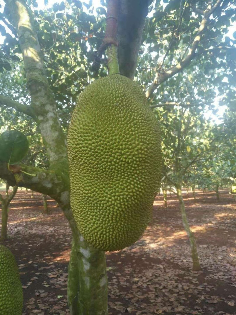 马来西亚一号菠萝蜜平均25斤