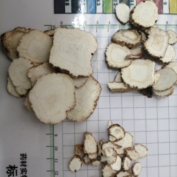 白芷圆片，过筛分级，色白干净卫生，芬香气味浓，药食两用