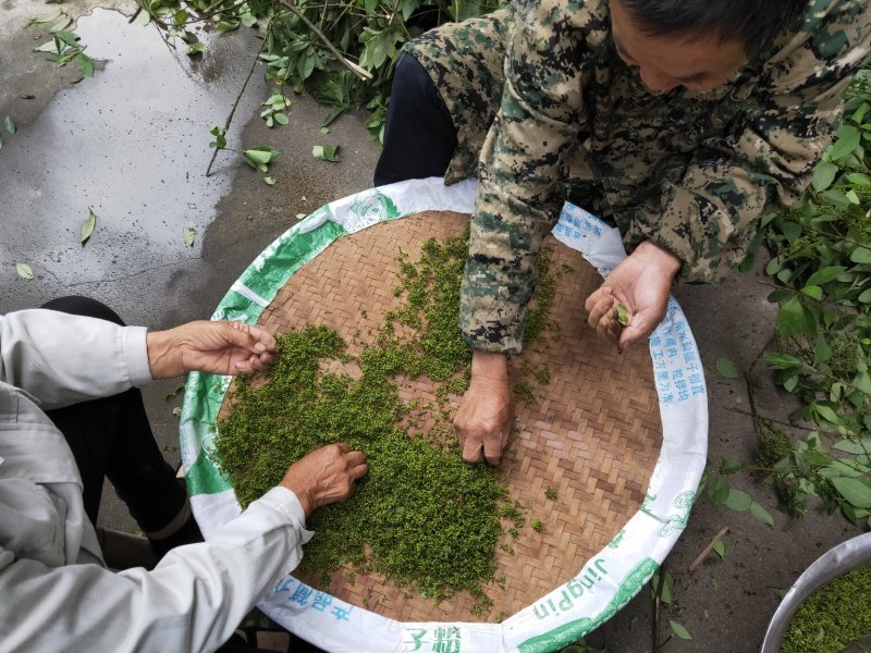 新鲜山胡椒