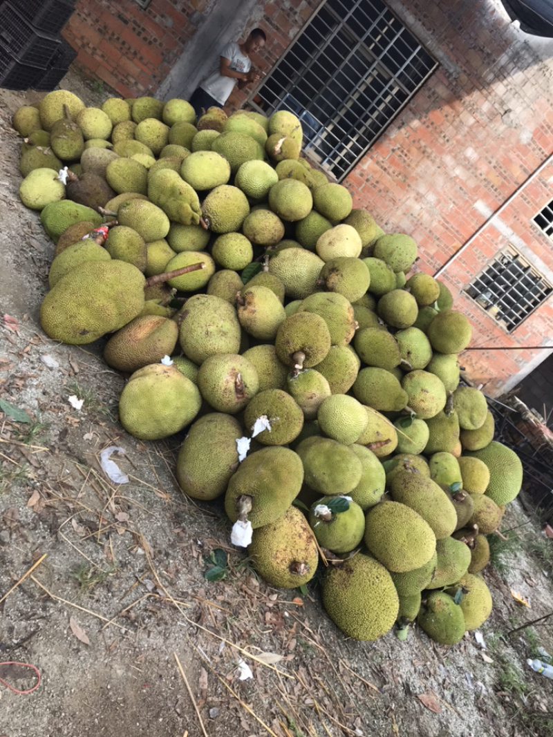 广东产地，果园直供，干包菠萝蜜