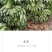 (西贡蕉)芭蕉叶叶为多情，一叶才舒一叶生。