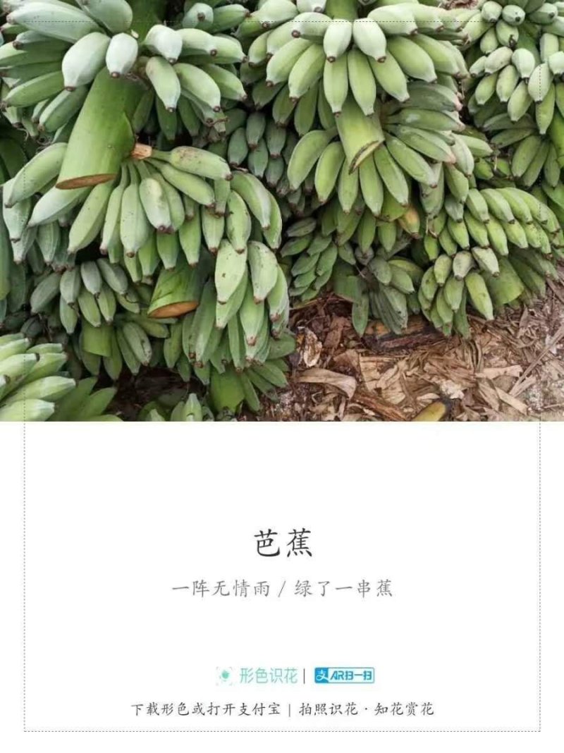 (西贡蕉)芭蕉叶叶为多情，一叶才舒一叶生。