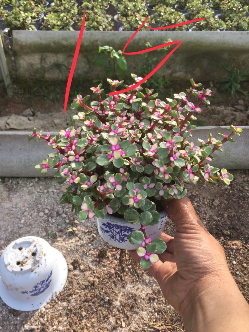 【常年供应】雅乐之舞多肉盆景.规格齐全整箱批发欢迎咨询