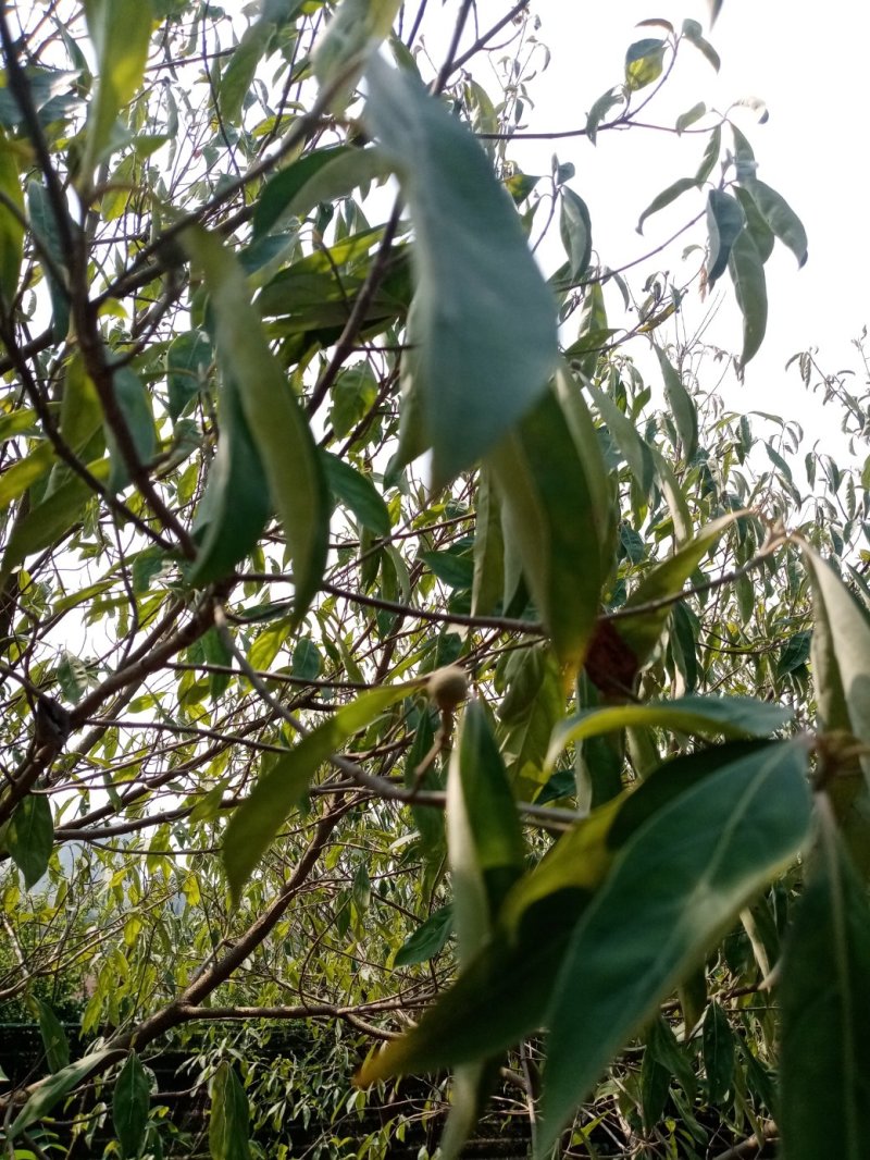 出售鸡嗉子果优良驯化苗，三年挂果.想搞特种种植的朋友请联