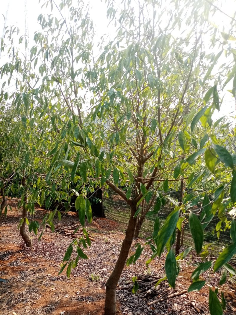 出售鸡嗉子果优良驯化苗，三年挂果.想搞特种种植的朋友请联