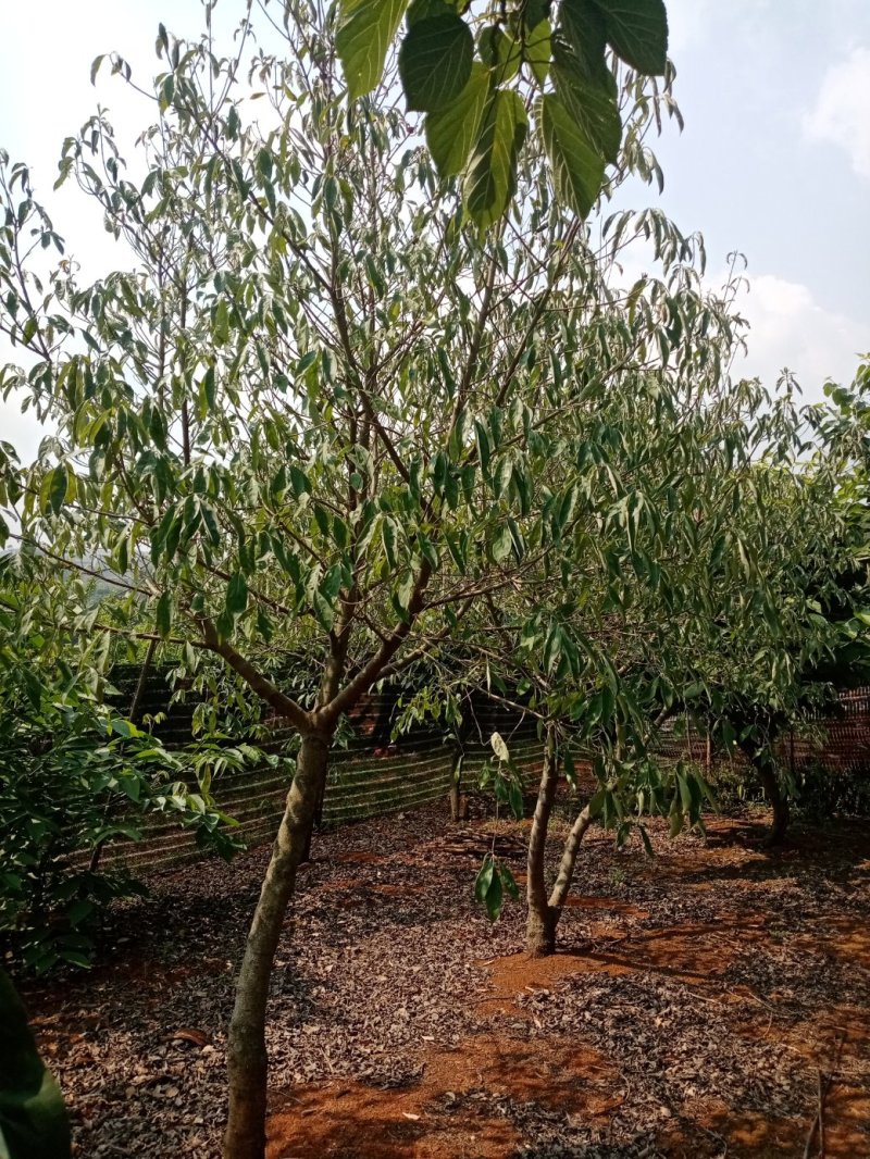 出售鸡嗉子果优良驯化苗，三年挂果.想搞特种种植的朋友请联