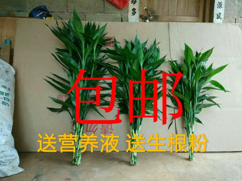 【聚便宜]中竹90公分海南富贵竹批发红竹观音竹一手货源