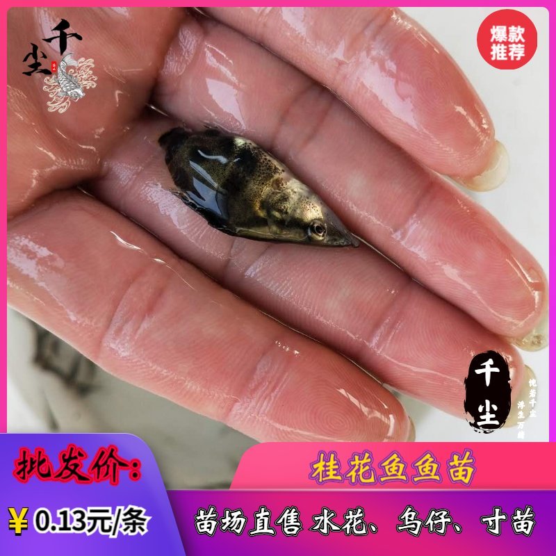 桂花鱼苗鳜鱼苗翘嘴桂花鱼苗广东桂花鱼苗