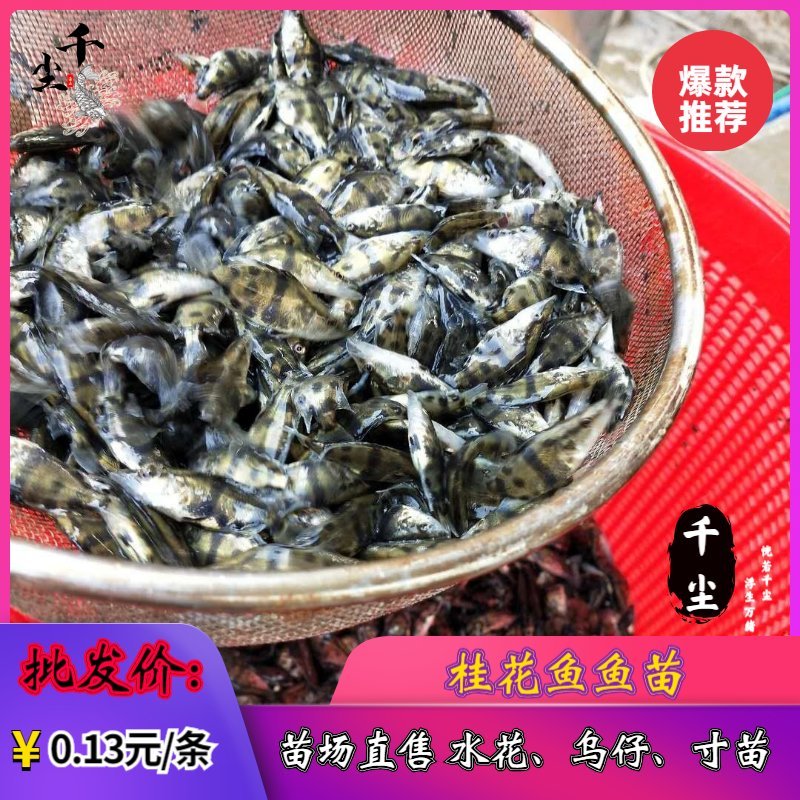 桂花鱼苗鳜鱼苗翘嘴桂花鱼苗广东桂花鱼苗