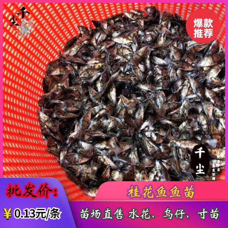 桂花鱼苗鳜鱼苗翘嘴桂花鱼苗广东桂花鱼苗