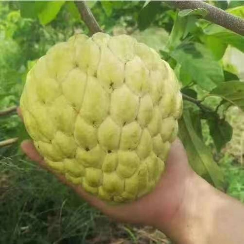 台湾嫁接凤梨释迦番荔枝蜜佛头果佛陀果树苗木苗地栽盆栽