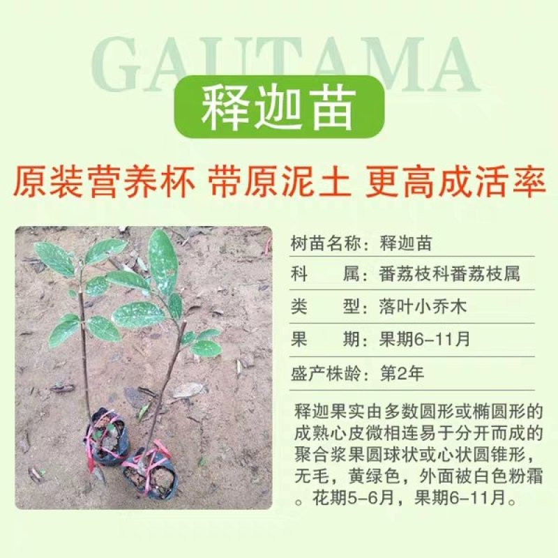 台湾嫁接凤梨释迦番荔枝蜜佛头果佛陀果树苗木苗地栽盆栽