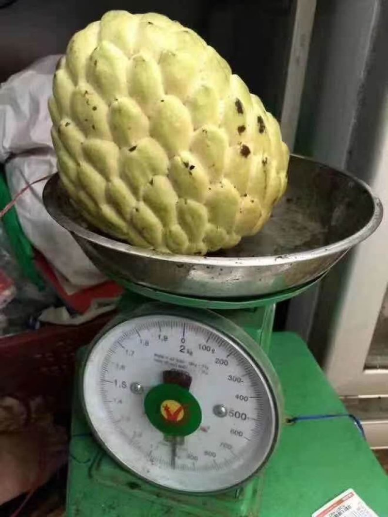 台湾嫁接凤梨释迦番荔枝蜜佛头果佛陀果树苗木苗地栽盆栽