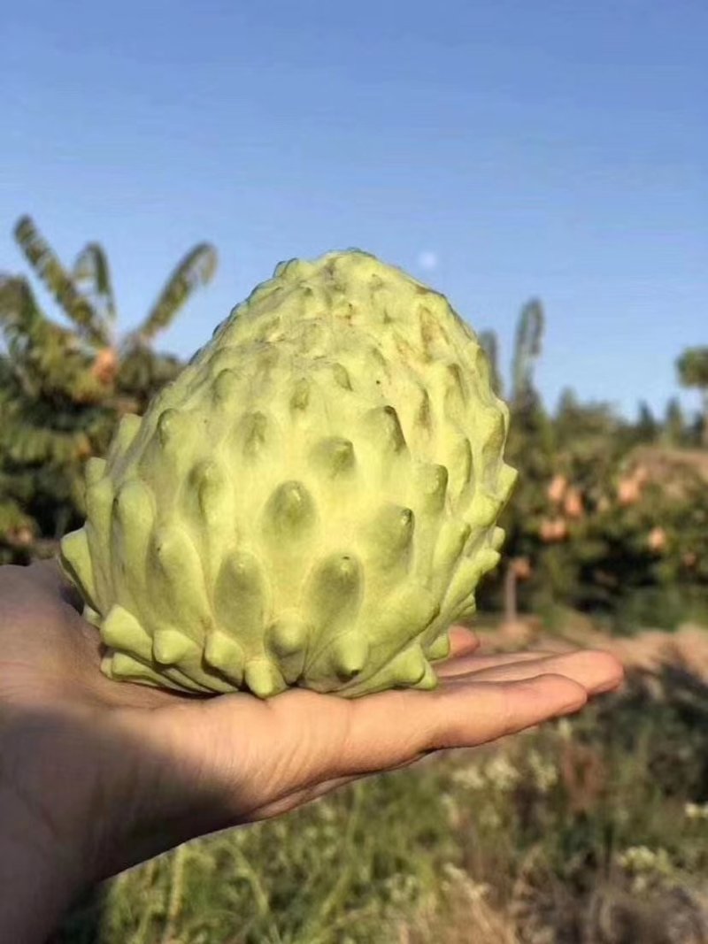 台湾嫁接凤梨释迦番荔枝蜜佛头果佛陀果树苗木苗地栽盆栽