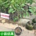 台湾嫁接凤梨释迦番荔枝蜜佛头果佛陀果树苗木苗地栽盆栽