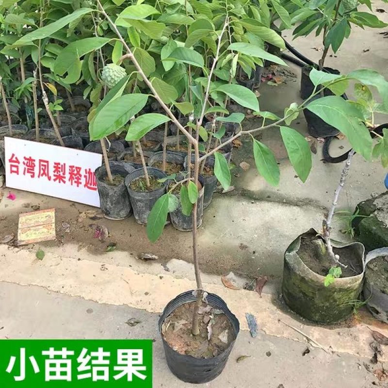 台湾嫁接凤梨释迦番荔枝蜜佛头果佛陀果树苗木苗地栽盆栽